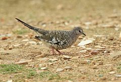 Scaled Dove